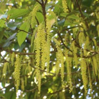 Baccaurea motleyana (Müll.Arg.) Müll.Arg.